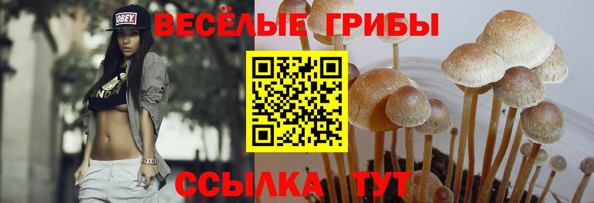 Псилоцибиновые грибы Cubensis  Вход с VPN  Кирово-Чепецк 